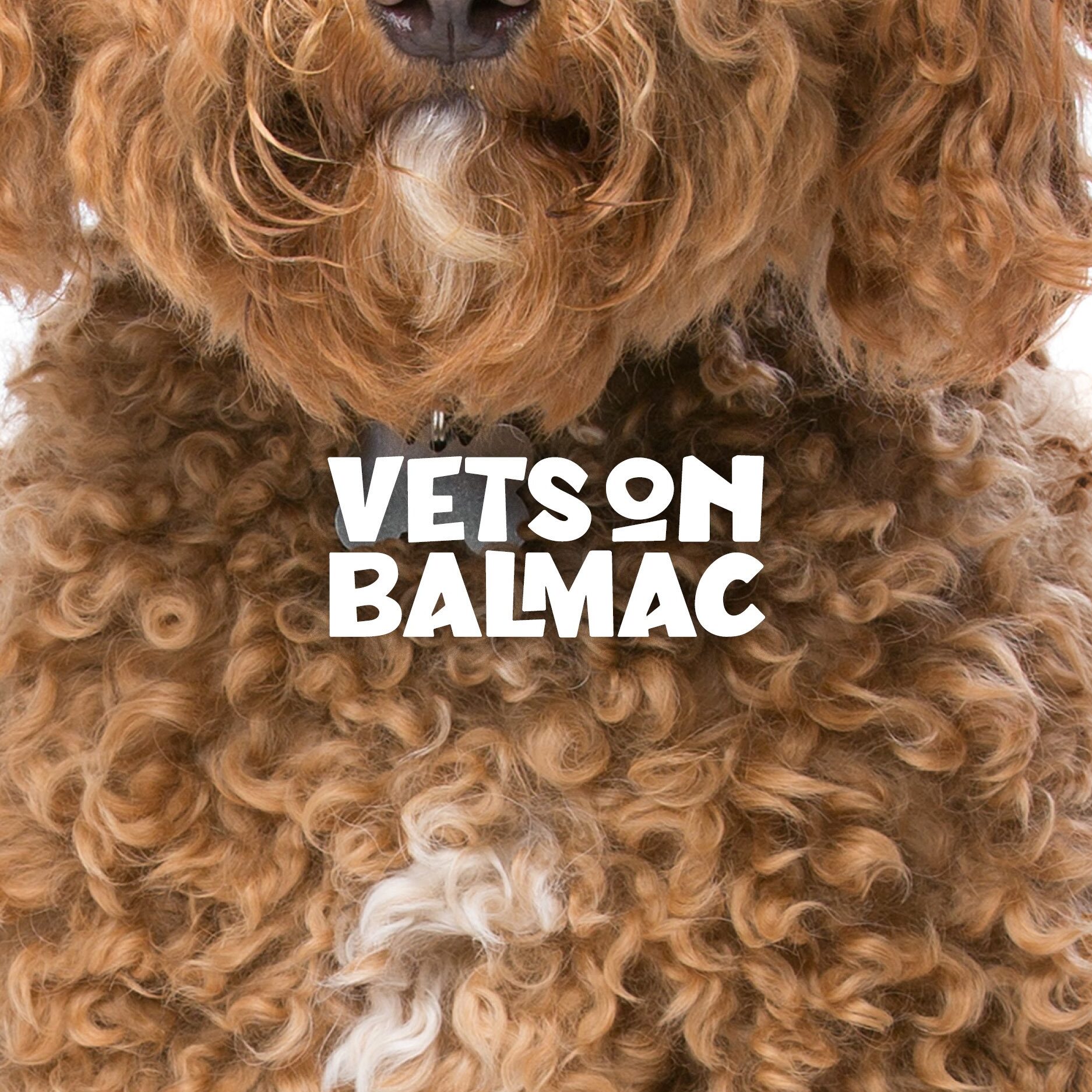 Vets on Balmac 1 vets on balmac