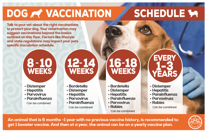 Understanding Vaccination Schedules for Pets 1 Understanding Vaccination Schedules for Pets