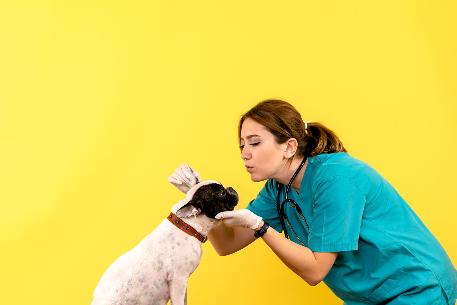 How to Choose the Right Veterinarian for Your Pet 1 Veterinarian for Your Pet