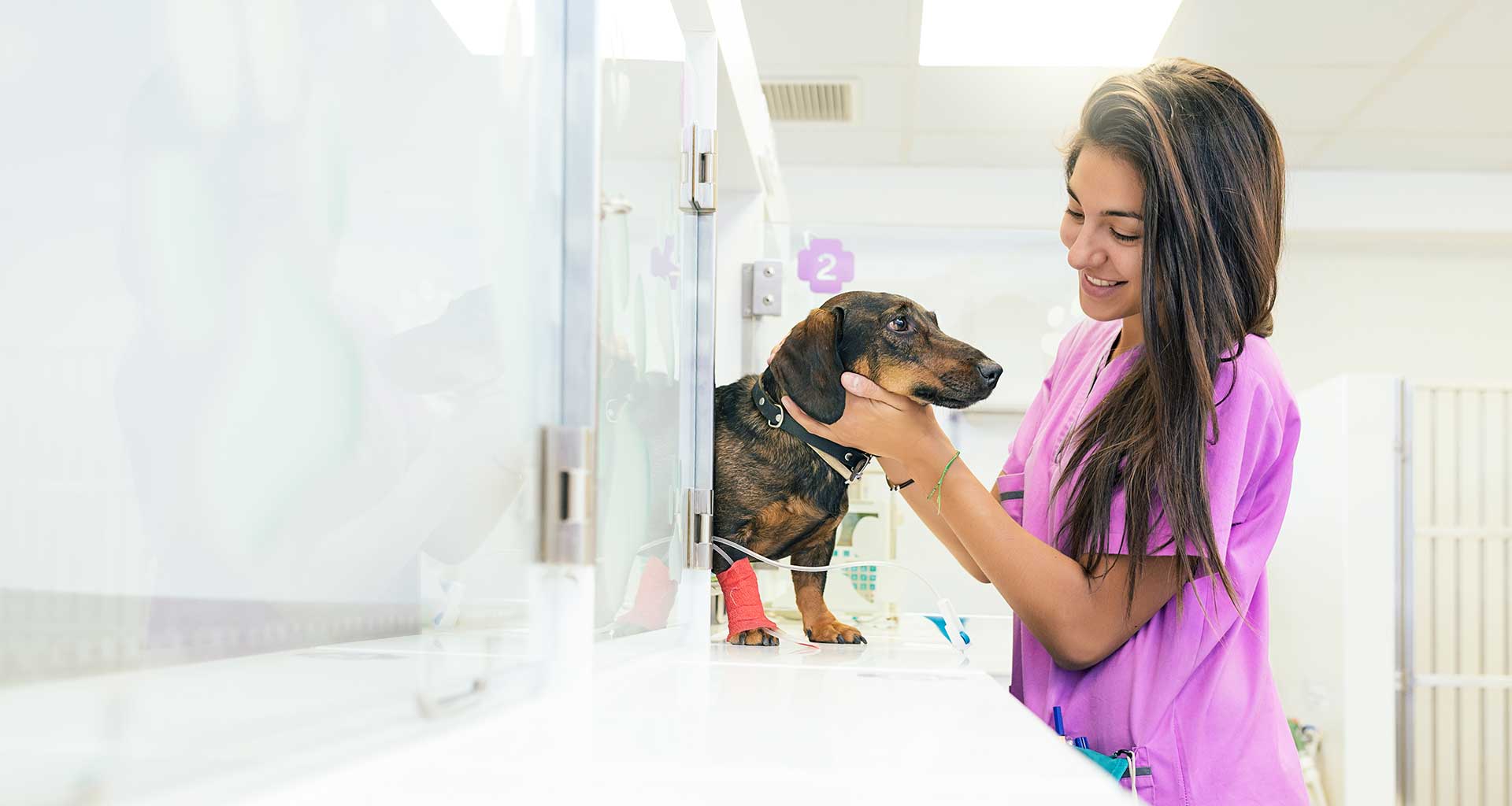 Common Pet Emergencies and What to Do 1 common pet emergencies
